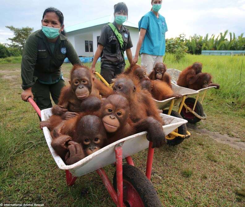Baby orangutans in wheelbarrow at rescue center