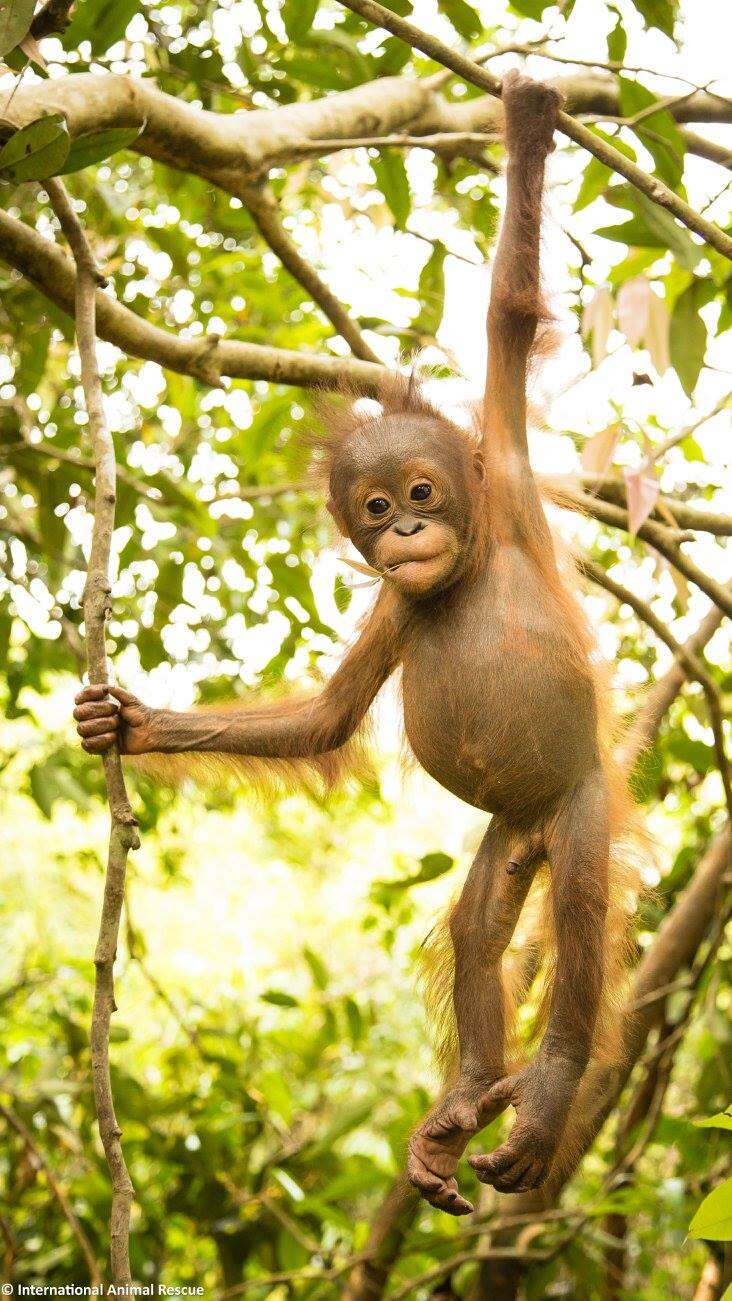 Baby rescued orangutan hanging in tree