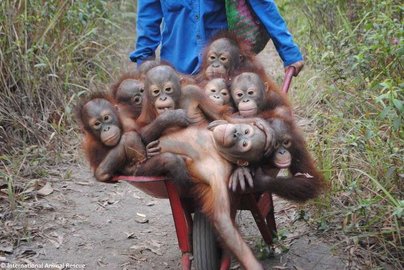 Baby rescued orangutans