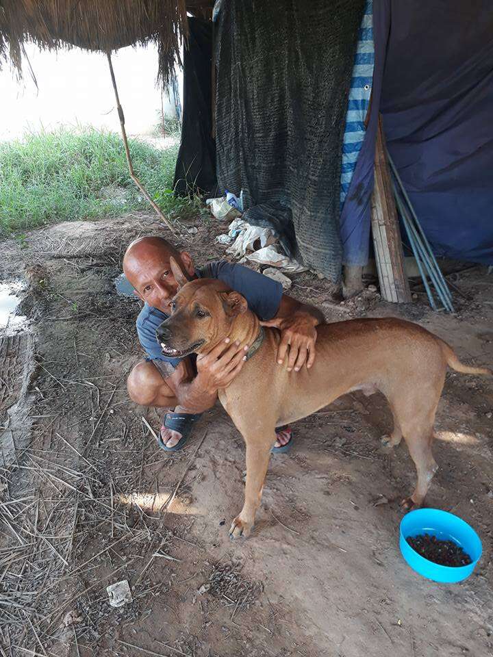 Man helping street dog