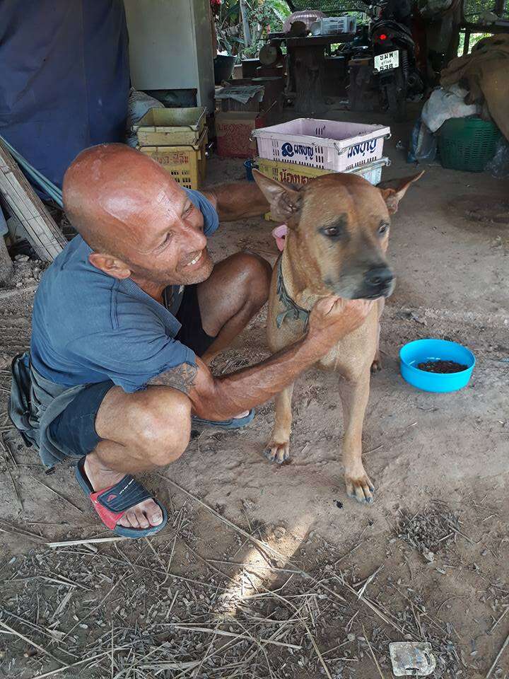 Man helping street dog in Thailand