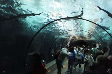 Newport Beach Aquarium 