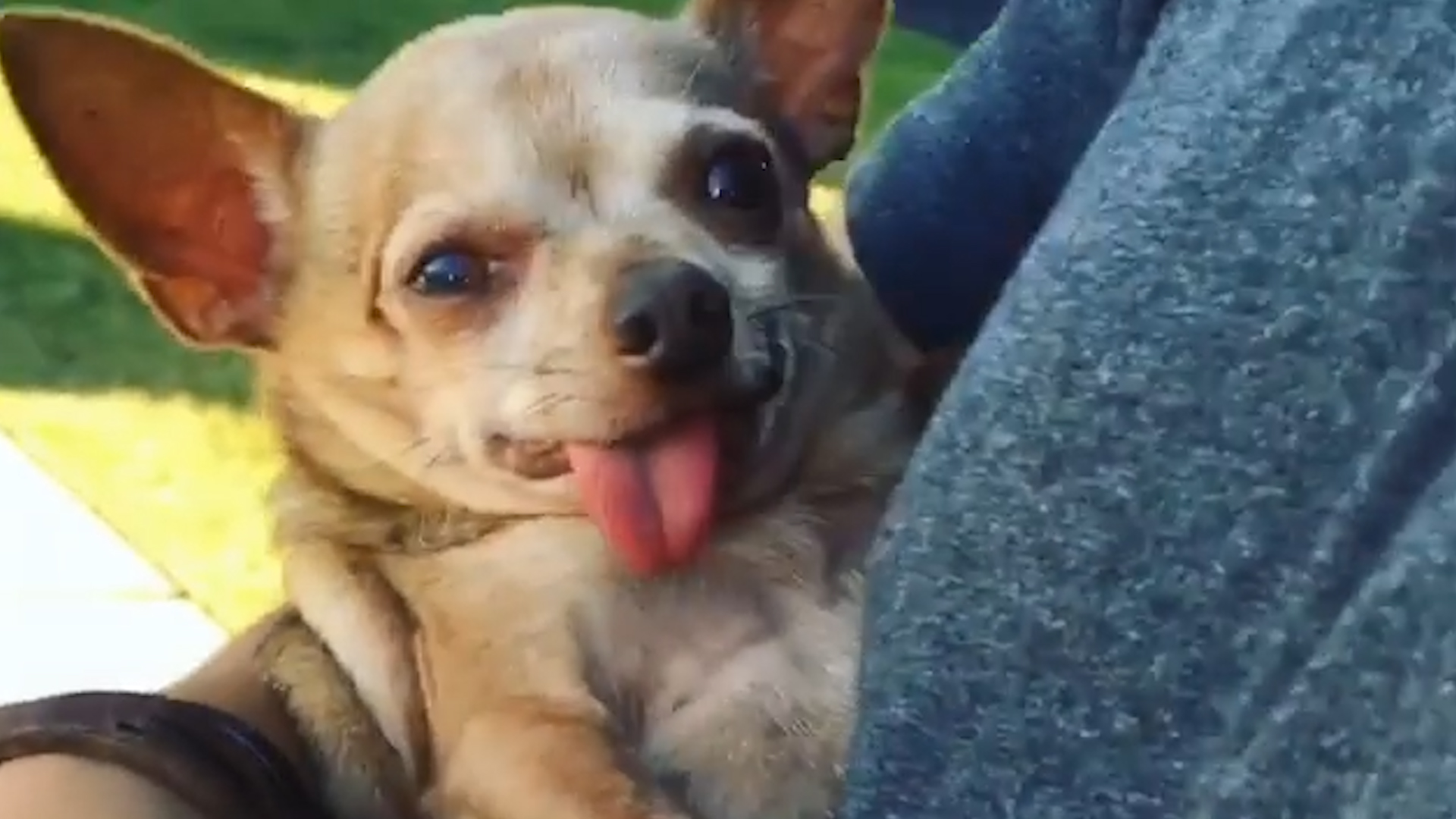Senior Chihuahua Changed His Parents' Lives - Videos - The Dodo