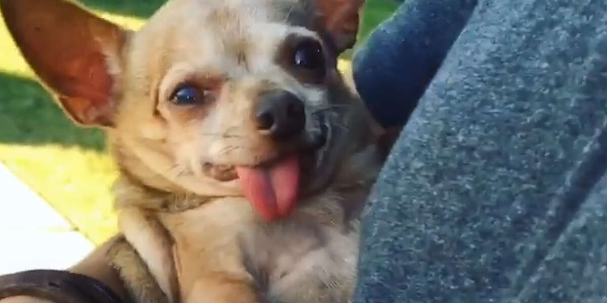 Senior Chihuahua Changed His Parents' Lives - Videos - The Dodo