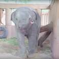 rescued baby elephant