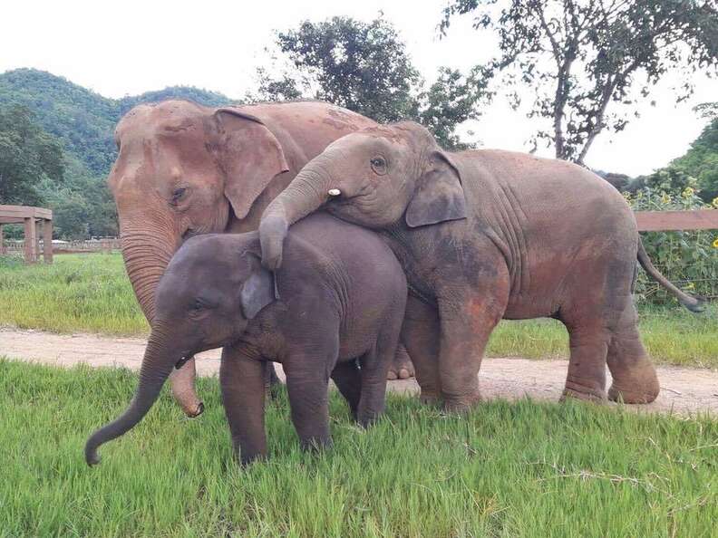 rescued elephants thailand