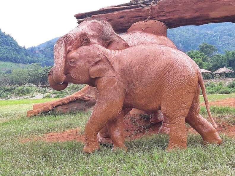 rescued elephants thailand