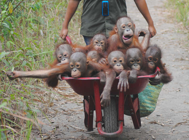 Rescued baby orangutans