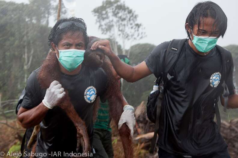 Man saving orangutan