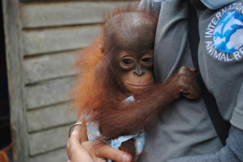 Baby orangutan found on palm oil plantation