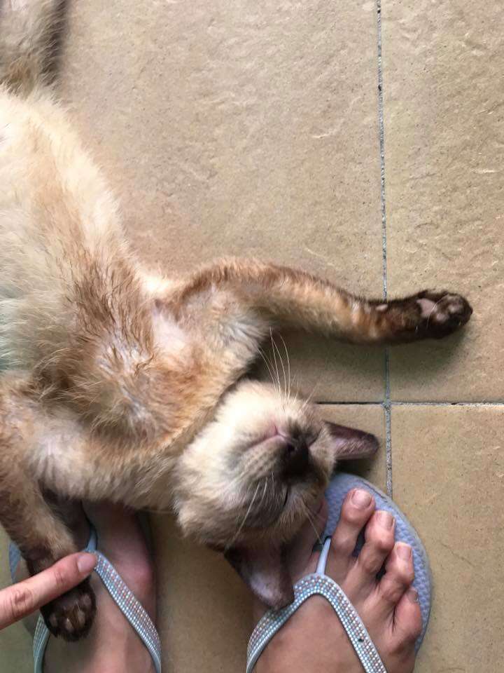 Siamese cat lying at rescuer's feet