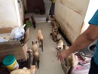 Siamese cats in hoarder's apartment