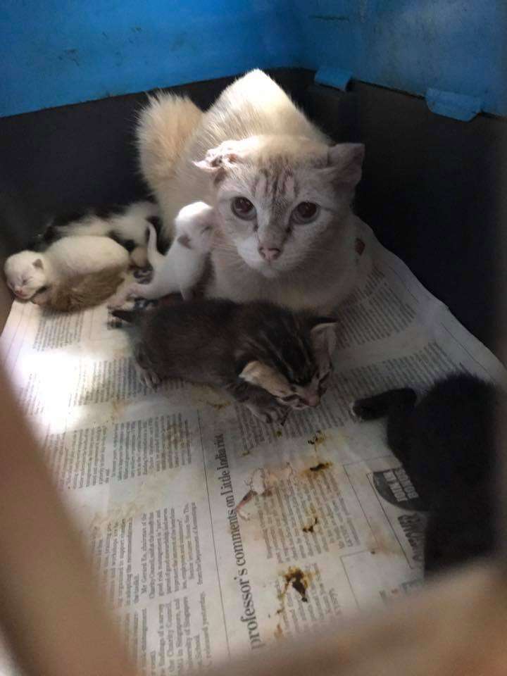 Sick mother cat with babies