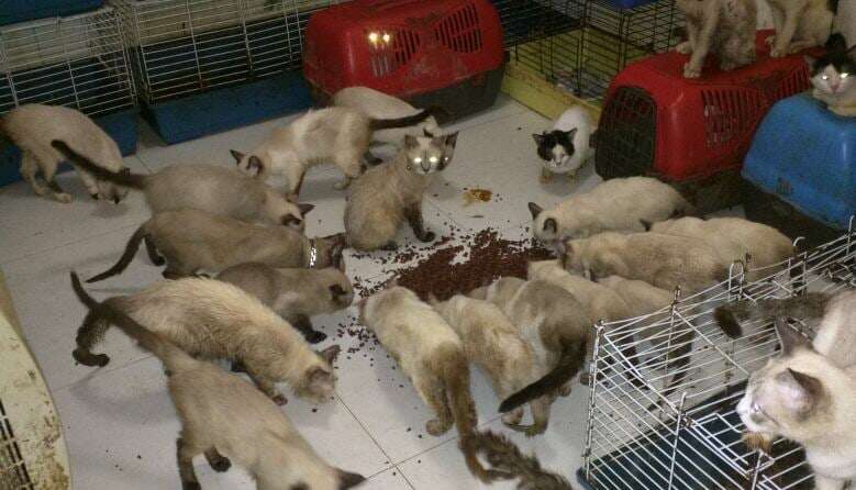 Siamese cats in hoarder's apartment