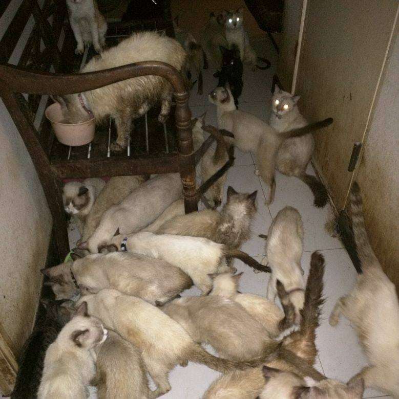 Siamese cats in hoarding case