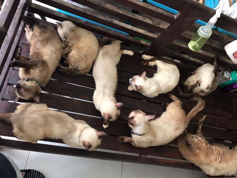 Siamese cats in hoarder's apartment