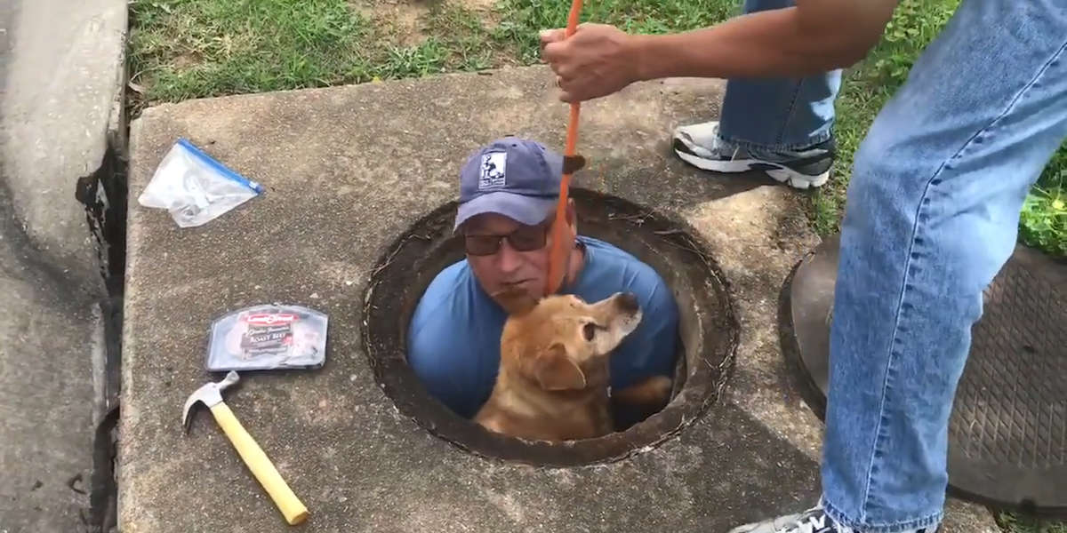 Lost Dog Stuck In Sewer Is Saved By A Stranger - Videos - The Dodo