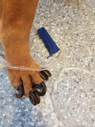 Neglected breeder dog with overgrown claws