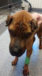 Neglected breeder dog
