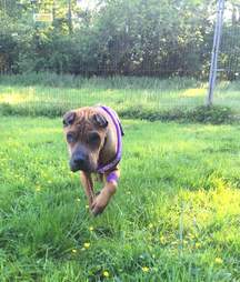 Neglected dog dumped by breeder