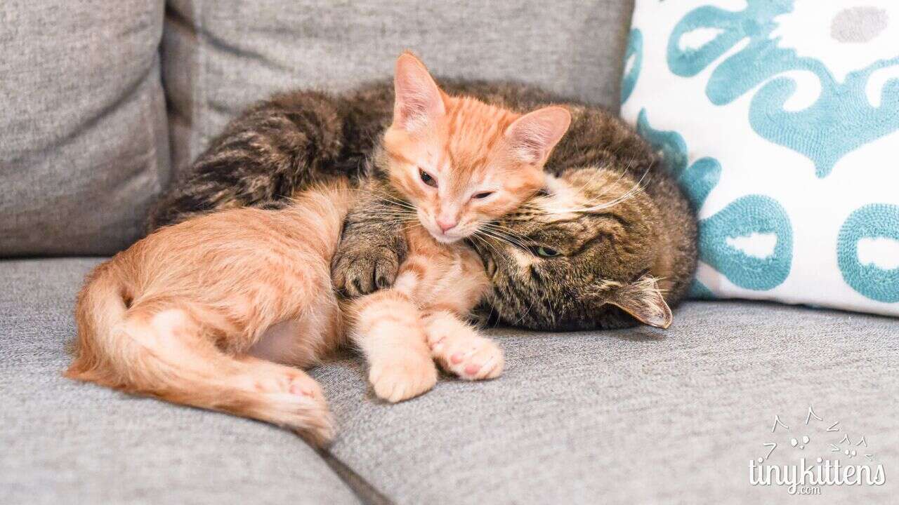 Rescued feral cat with kitten