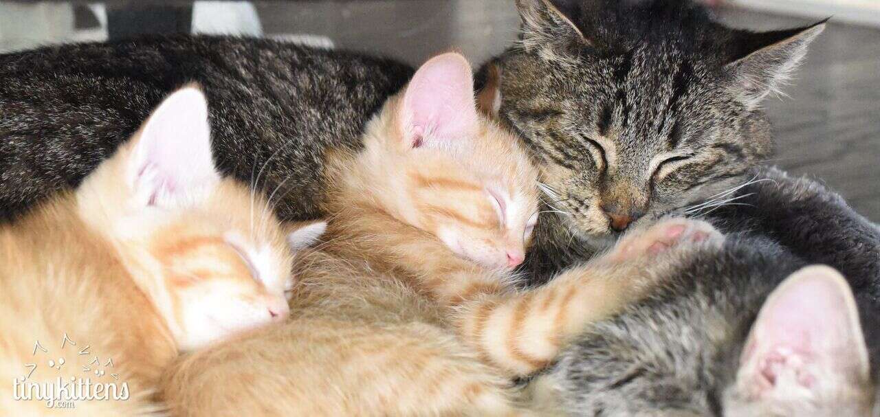 Kittens with older cat