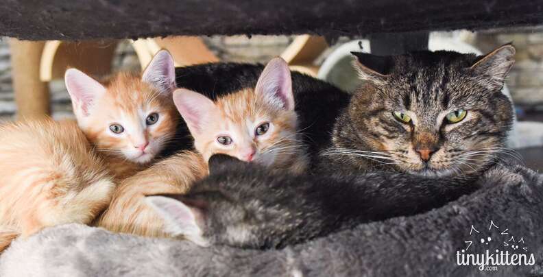 Rescue cat with foster kittens