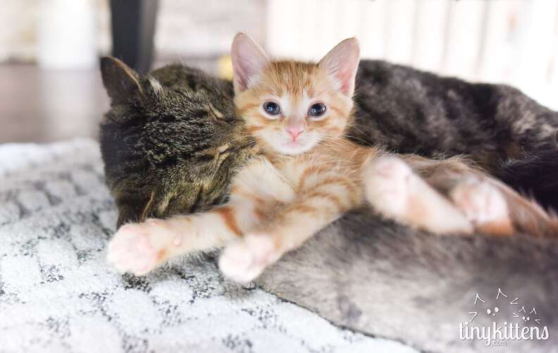 Kitten with senior cat