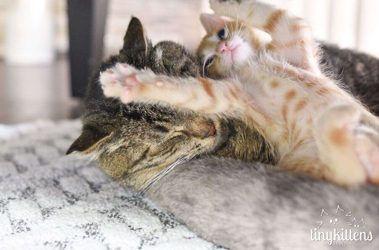 Kitten playing with older cat