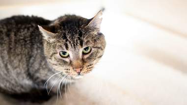 Rescued feral cat