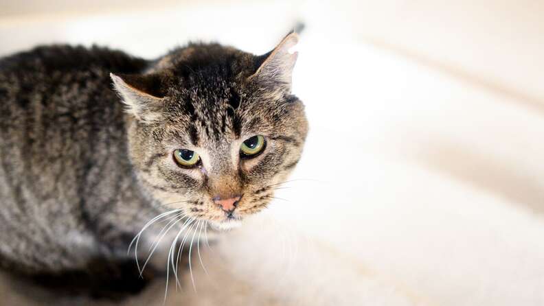 Rescued feral cat