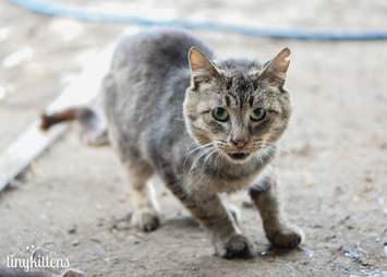 Rescued feral cat