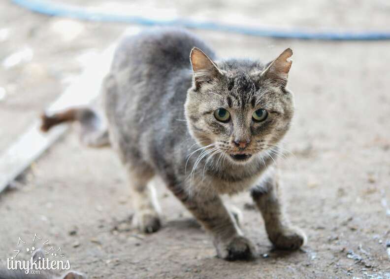 How Adopting a Robot Cat Designed for Old People Ruined My Life - Thrillist