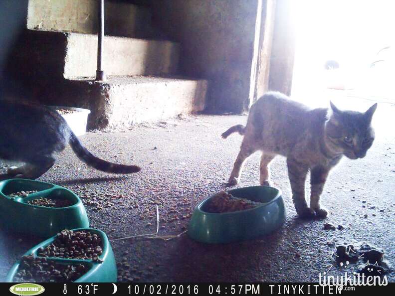 Feral cats in colony