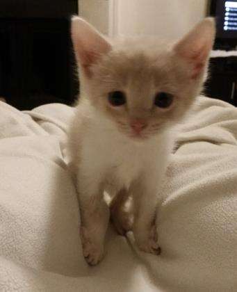 Foster kitten needs home with his brother