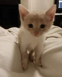 Foster kitten needs home with his brother