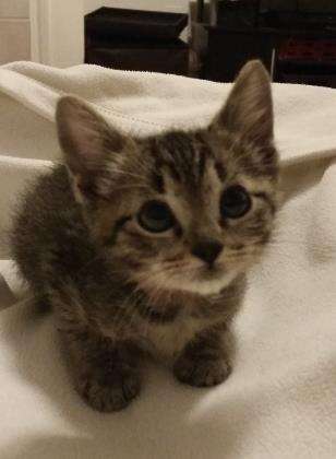 Foster kitten needing home