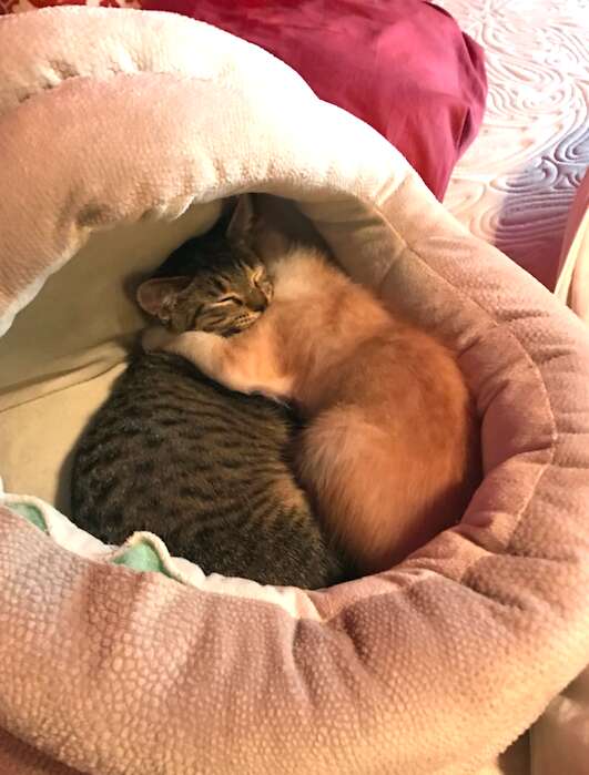 Foster kitten brothers comfort each other