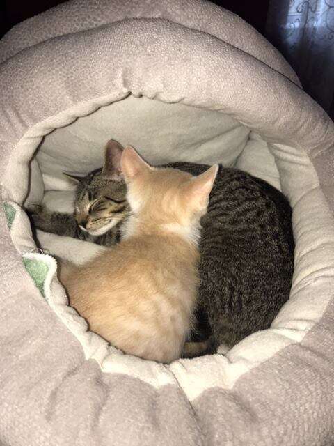 Foster kitten brothers