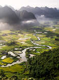 Vietnamese Rice Field