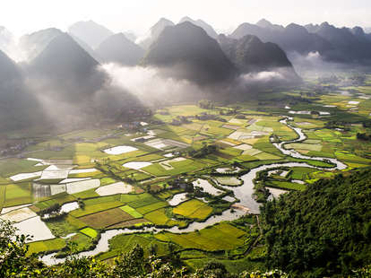Vietnamese Rice Field