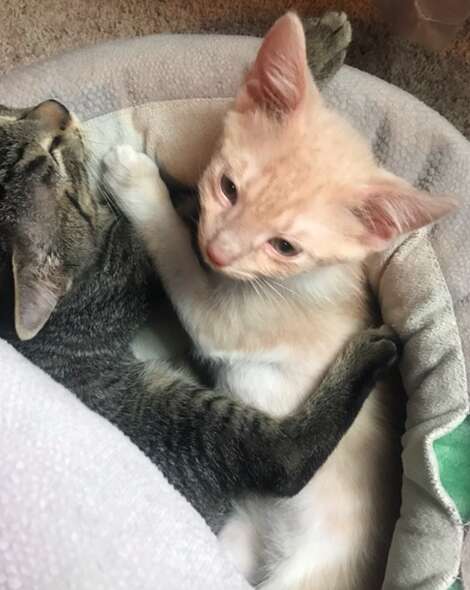 Foster kittens need home together