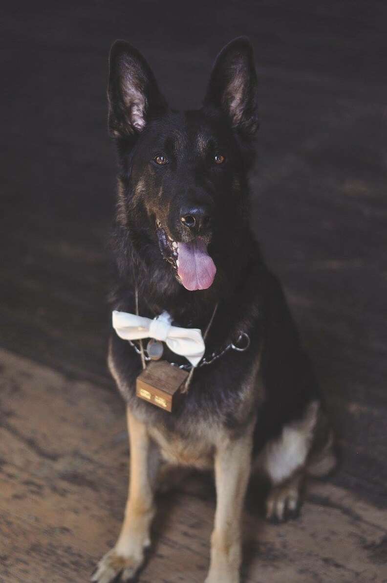 German shepherd 2024 bow tie