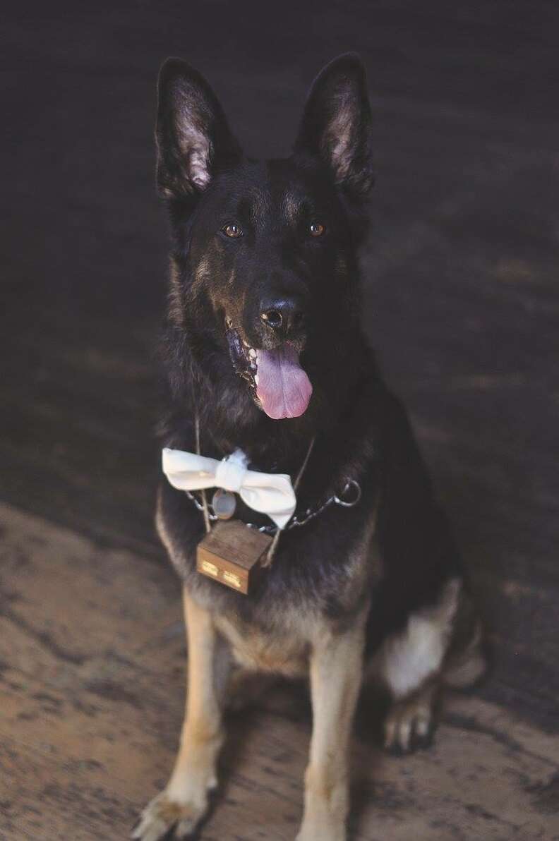 german shepherd wears bow tie