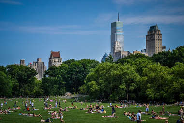 sheep meadow picnic