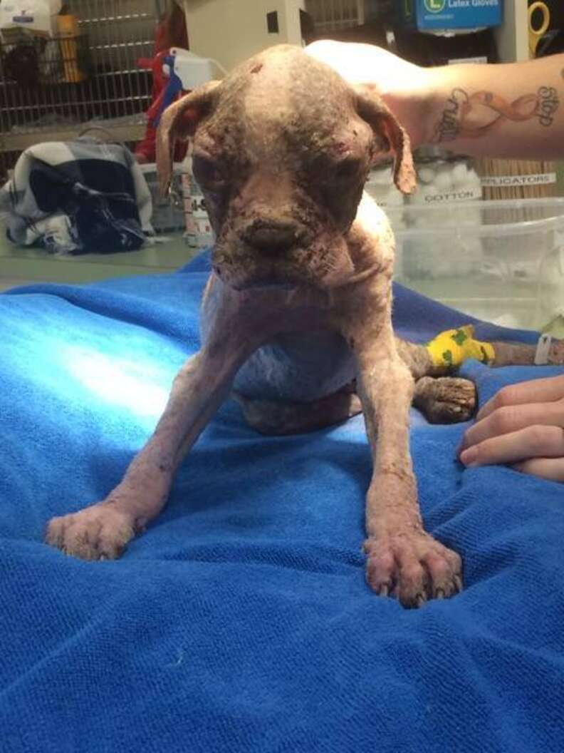 Neglected Puppy Gets Animal Cruelty Law Passed In His Name - The Dodo