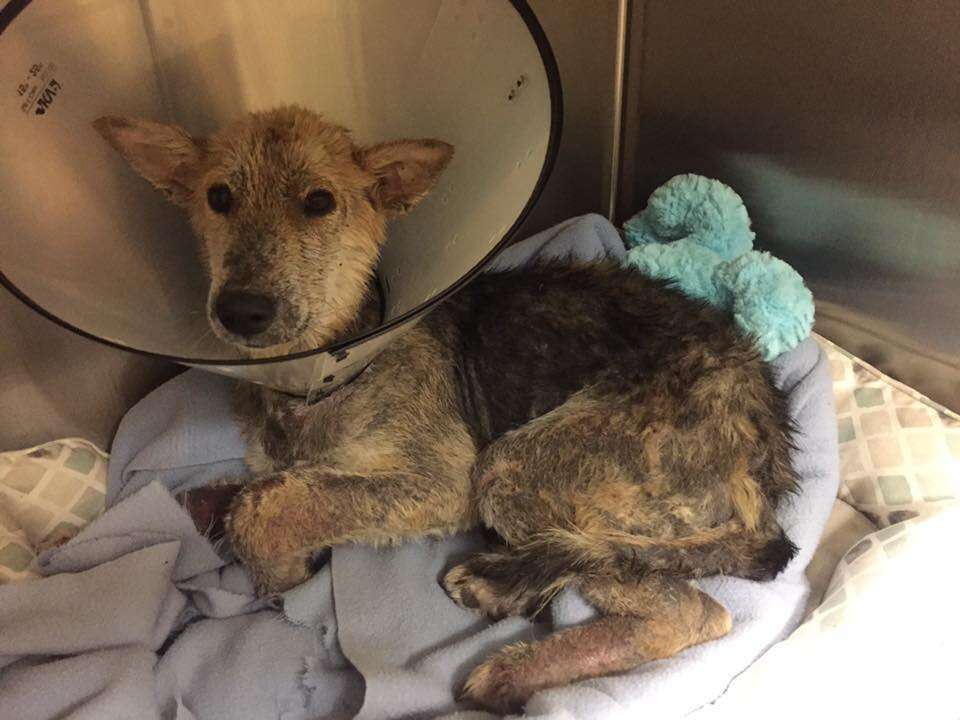 Dog after being rescued