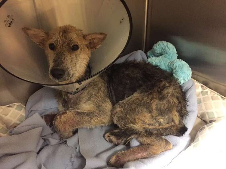 Dog after being rescued