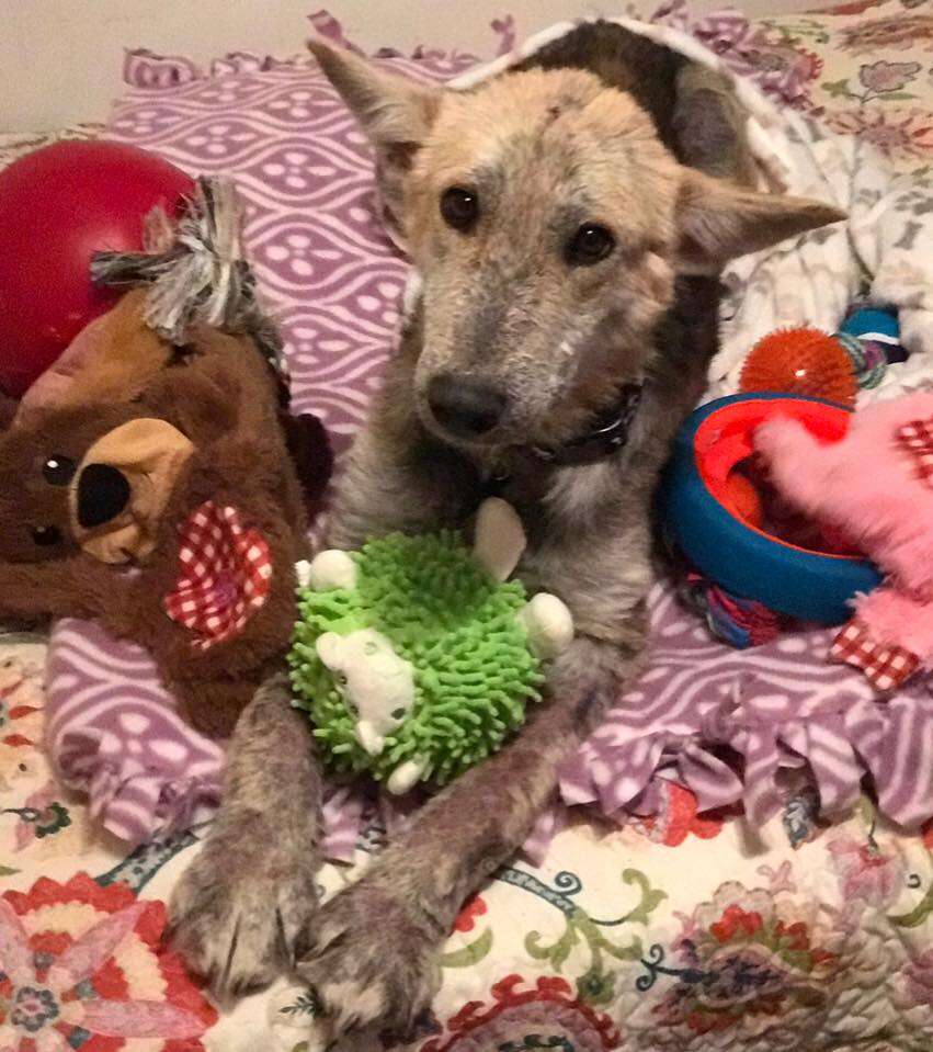 Dog with his toys