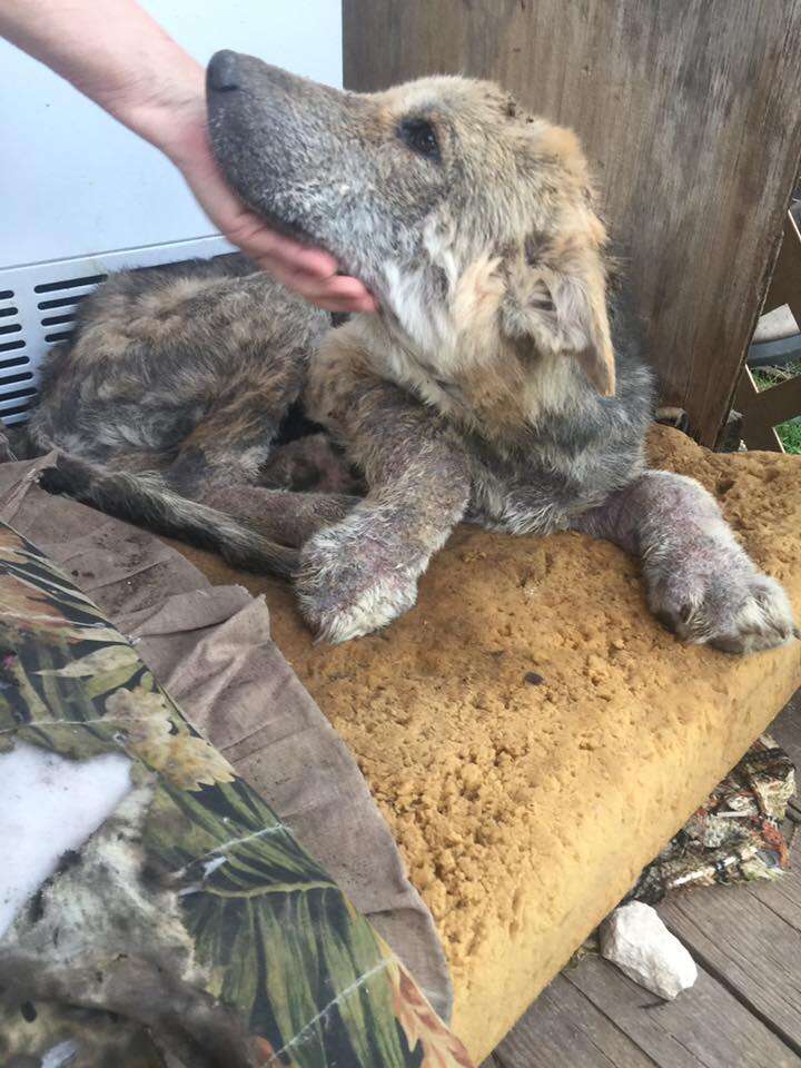 Dog being rescued